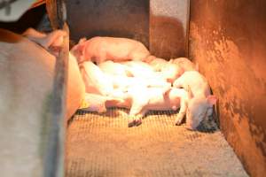 Piglets in farrowing crates - Captured at Unknown piggery, Woods Point SA Australia.