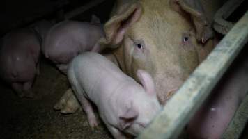 Farrowing crates - Australian pig farming - Captured at Toolleen Breeder, Knowsley VIC Australia.