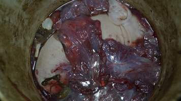 Bucket of dead piglets and afterbirth - Australian pig farming - Captured at Toolleen Breeder, Knowsley VIC Australia.