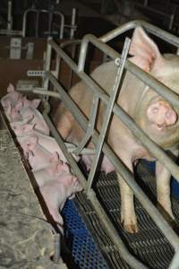 Farrowing crates - Captured at SA.