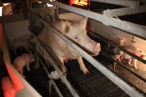 Farrowing crates - Australian pig farming - Captured at Lake Albert Piggery, Poltalloch SA Australia.