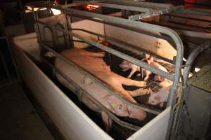 Farrowing crates - Australian pig farming - Captured at Lake Albert Piggery, Poltalloch SA Australia.