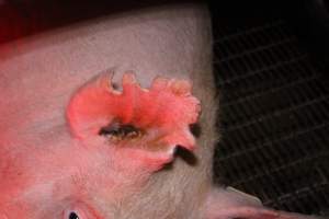 Farrowing crates - Australian pig farming - Captured at Lake Albert Piggery, Poltalloch SA Australia.