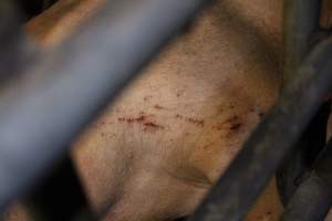 Scratches or cuts on sow - Australian pig farming - Captured at Lake Albert Piggery, Poltalloch SA Australia.