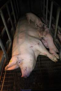 Farrowing crates - Australian pig farming - Captured at Lake Albert Piggery, Poltalloch SA Australia.