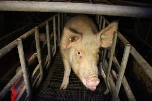 Farrowing crates - Australian pig farming - Captured at Lake Albert Piggery, Poltalloch SA Australia.