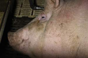 Farrowing crates - Roseworthy Piggery is a research facility belonging to the University of Adelaide’s Roseworthy Campus. - Captured at Roseworthy Piggery, Wasleys SA Australia.