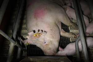 Farrowing crates - Roseworthy Piggery is a research facility belonging to the University of Adelaide’s Roseworthy Campus. - Captured at Roseworthy Piggery, Wasleys SA Australia.
