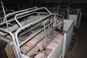 Farrowing crates - Roseworthy Piggery is a research facility belonging to the University of Adelaide’s Roseworthy Campus. - Captured at Roseworthy Piggery, Wasleys SA Australia.