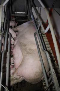 Farrowing crates - Roseworthy Piggery is a research facility belonging to the University of Adelaide’s Roseworthy Campus. - Captured at Roseworthy Piggery, Wasleys SA Australia.