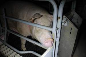 Farrowing crates - Roseworthy Piggery is a research facility belonging to the University of Adelaide’s Roseworthy Campus. - Captured at Roseworthy Piggery, Wasleys SA Australia.