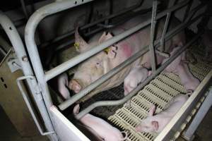 Farrowing crates - Roseworthy Piggery is a research facility belonging to the University of Adelaide’s Roseworthy Campus. - Captured at Roseworthy Piggery, Wasleys SA Australia.