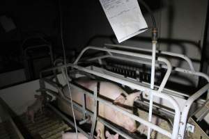 Farrowing crates - Roseworthy Piggery is a research facility belonging to the University of Adelaide’s Roseworthy Campus. - Captured at Roseworthy Piggery, Wasleys SA Australia.