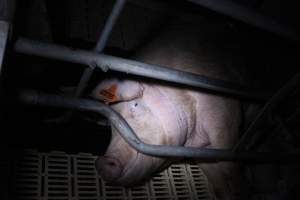 Farrowing crates - Roseworthy Piggery is a research facility belonging to the University of Adelaide’s Roseworthy Campus. - Captured at Roseworthy Piggery, Wasleys SA Australia.
