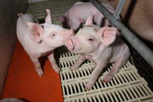 Piglets - Roseworthy Piggery is a research facility belonging to the University of Adelaide’s Roseworthy Campus. - Captured at Roseworthy Piggery, Wasleys SA Australia.