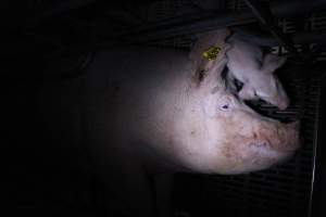 Farrowing crates - Roseworthy Piggery is a research facility belonging to the University of Adelaide’s Roseworthy Campus. - Captured at Roseworthy Piggery, Wasleys SA Australia.