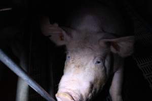Farrowing crates - Roseworthy Piggery is a research facility belonging to the University of Adelaide’s Roseworthy Campus. - Captured at Roseworthy Piggery, Wasleys SA Australia.