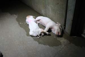 Dead piglets in hallway - Roseworthy Piggery is a research facility belonging to the University of Adelaide’s Roseworthy Campus. - Captured at Roseworthy Piggery, Wasleys SA Australia.