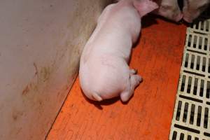 Farrowing crates - Roseworthy Piggery is a research facility belonging to the University of Adelaide’s Roseworthy Campus. - Captured at Roseworthy Piggery, Wasleys SA Australia.