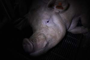 Farrowing crates - Roseworthy Piggery is a research facility belonging to the University of Adelaide’s Roseworthy Campus. - Captured at Roseworthy Piggery, Wasleys SA Australia.