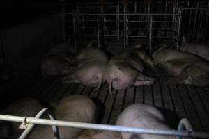 Group sow housing - Roseworthy Piggery is a research facility belonging to the University of Adelaide’s Roseworthy Campus. - Captured at Roseworthy Piggery, Wasleys SA Australia.
