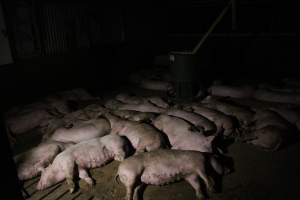Growers / finishers - Roseworthy Piggery is a research facility belonging to the University of Adelaide’s Roseworthy Campus. - Captured at Roseworthy Piggery, Wasleys SA Australia.