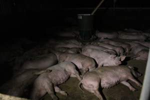 Growers / finishers - Roseworthy Piggery is a research facility belonging to the University of Adelaide’s Roseworthy Campus. - Captured at Roseworthy Piggery, Wasleys SA Australia.