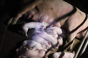 Farrowing crates - Roseworthy Piggery is a research facility belonging to the University of Adelaide’s Roseworthy Campus. - Captured at Roseworthy Piggery, Wasleys SA Australia.