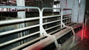 Race leading to gas chamber for pigs - Butina Combi 44 carbon dioxide gas chamber for 'controlled atmosphere killing' of pigs - Captured at JBS Pork Australia (formerly Diamond Valley Pork), Laverton North VIC Australia.