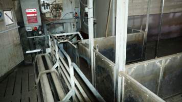 Race leading to gas chamber for pigs - Butina Combi 44 carbon dioxide gas chamber for 'controlled atmosphere killing' of pigs - Captured at JBS Pork Australia (formerly Diamond Valley Pork), Laverton North VIC Australia.