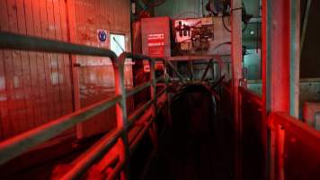 Race leading to gas chamber for pigs - Butina Combi 44 carbon dioxide gas chamber for 'controlled atmosphere killing' of pigs - Captured at JBS Pork Australia (formerly Diamond Valley Pork), Laverton North VIC Australia.