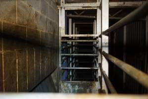 Knockbox for cattle and large pigs - Gretna Quality Meats, Tasmania - Captured at Gretna Meatworks, Gretna TAS Australia.