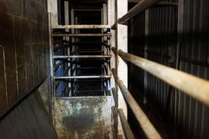 Knockbox for cattle and large pigs - Gretna Quality Meats, Tasmania - Captured at Gretna Meatworks, Gretna TAS Australia.