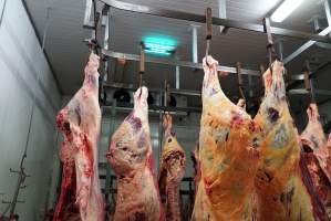 Carcasses in slaughterhouse chiller room - Gretna Quality Meats, Tasmania - Captured at Gretna Meatworks, Gretna TAS Australia.