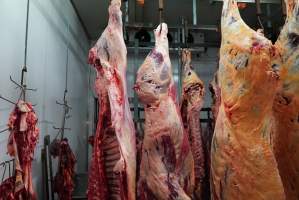 Carcasses in slaughterhouse chiller room - Gretna Quality Meats, Tasmania - Captured at Gretna Meatworks, Gretna TAS Australia.