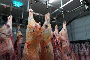 Carcasses in slaughterhouse chiller room - Gretna Quality Meats, Tasmania - Captured at Gretna Meatworks, Gretna TAS Australia.
