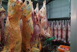 Carcasses in slaughterhouse chiller room - Gretna Quality Meats, Tasmania - Captured at Gretna Meatworks, Gretna TAS Australia.