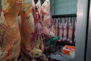 Carcasses in slaughterhouse chiller room - Gretna Quality Meats, Tasmania - Captured at Gretna Meatworks, Gretna TAS Australia.