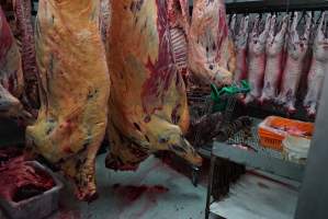 Carcasses in slaughterhouse chiller room - Gretna Quality Meats, Tasmania - Captured at Gretna Meatworks, Gretna TAS Australia.
