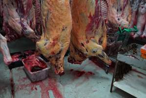 Carcasses in slaughterhouse chiller room - Gretna Quality Meats, Tasmania - Captured at Gretna Meatworks, Gretna TAS Australia.