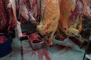 Carcasses in slaughterhouse chiller room - Gretna Quality Meats, Tasmania - Captured at Gretna Meatworks, Gretna TAS Australia.