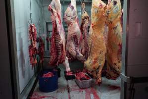 Carcasses in slaughterhouse chiller room - Gretna Quality Meats, Tasmania - Captured at Gretna Meatworks, Gretna TAS Australia.