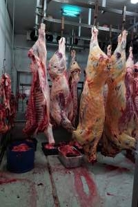 Carcasses in slaughterhouse chiller room - Gretna Quality Meats, Tasmania - Captured at Gretna Meatworks, Gretna TAS Australia.