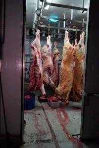 Carcasses in slaughterhouse chiller room - Gretna Quality Meats, Tasmania - Captured at Gretna Meatworks, Gretna TAS Australia.
