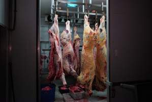 Carcasses in slaughterhouse chiller room - Gretna Quality Meats, Tasmania - Captured at Gretna Meatworks, Gretna TAS Australia.