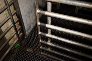 Door between kill pen and secondary kill pen - Sheep, goats, pigs and calves are stunned with a bolt gun and killed with a knife in front of each other in this pen. - Captured at Gretna Meatworks, Gretna TAS Australia.