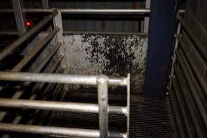 Secondary kill pen - Sheep, goats, pigs and calves are stunned with a bolt gun and killed with a knife in front of each other in this pen and the one next to it. - Captured at Gretna Meatworks, Gretna TAS Australia.