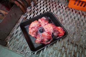 Tray of eyeballs in slaughterhouse chiller room - Gretna Quality Meats, Tasmania - Captured at Gretna Meatworks, Gretna TAS Australia.