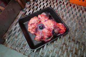 Tray of eyeballs in slaughterhouse chiller room - Gretna Quality Meats, Tasmania - Captured at Gretna Meatworks, Gretna TAS Australia.