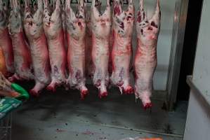 Carcasses in slaughterhouse chiller room - Gretna Quality Meats, Tasmania - Captured at Gretna Meatworks, Gretna TAS Australia.